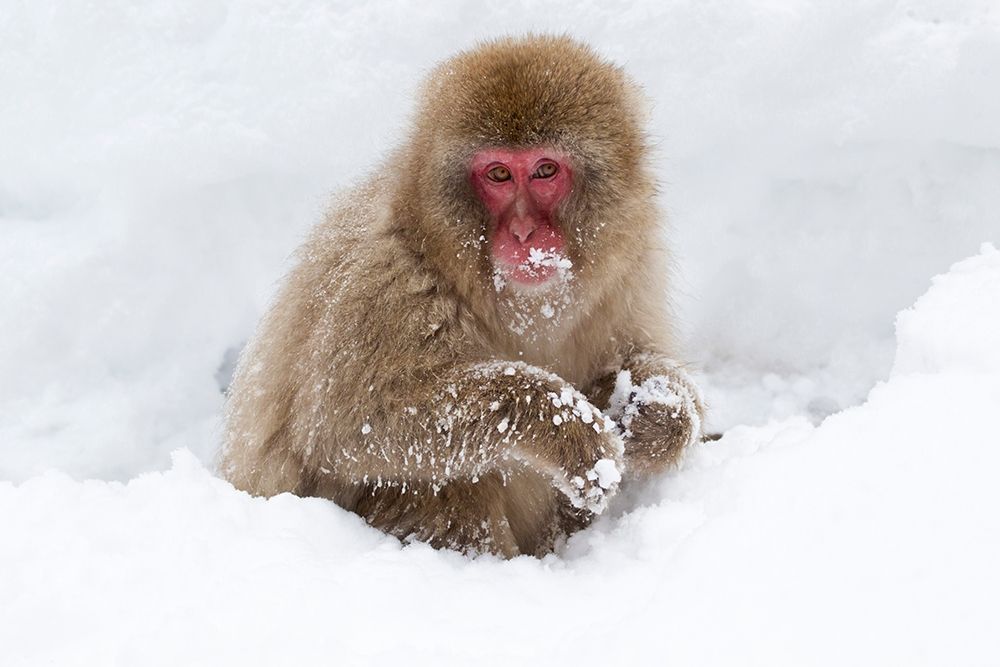 Japan-Nagano
